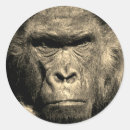 Recherche de gorilla autocollants Animal sauvage