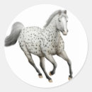 Recherche de appaloosa autocollants Occidental