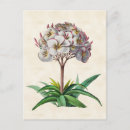 Zoek naar frangipani briefkaarten Roze bloemen