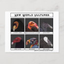 Recherche de turkey cartes postales Illustration