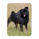 Recherche de carlin noir magnets Regarder l'appareil photo