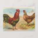 Recherche de leghorn cartes postales Vintage