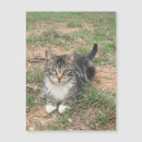 Recherche de chat rayé gris Blanc