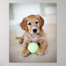 Recherche de chiot golden retriever posters Regarder l'appareil photo