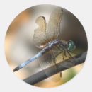 Recherche de mouche de dragon Jardin