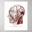 Recherche de tête crâne posters Antique