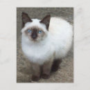 Recherche de de chat sauvage cartes postales Animaux domestiques