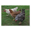 Recherche de poule rouge posters Poules