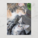 Recherche de chaton tigré cartes postales Mignon