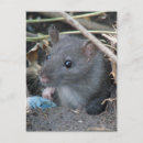 Zoek naar ratten briefkaarten Foto