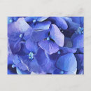 Recherche de hortensia bleu cartes postales Hortensias