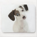 Recherche de chiot teckel tapis souris Animal