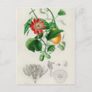 Zoek naar botanische illustratie briefkaarten Floreel