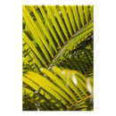 Zoek naar palmbladen posters Plant