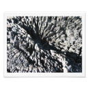 Recherche de bois de flottage art Nature