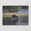 Recherche de orignaux taureau cartes postales Lac