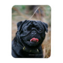 Recherche de carlin noir magnets Chien