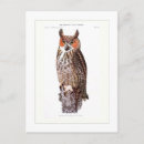 Recherche de grand hibou à cornes cartes postales Oiseau