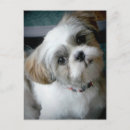 Zoek naar bruine witte hond briefkaarten Puppies