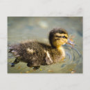 Zoek naar baby eend briefkaarten Water