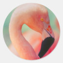 Recherche de oiseau tropical autocollants Rose