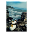 Recherche de oiseaux marins posters Pour eux