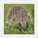 Recherche de timide magnets Mignon