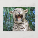 Recherche de chat léopard cartes postales Prédateur