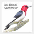 Recherche de tête rouge autocollants Oiseau
