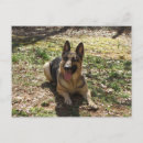Recherche de chien berger allemand cartes postales Dog