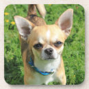 Recherche de chi dessous de verres Animal