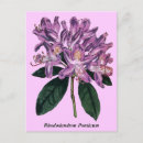 Recherche de rhododendron cartes postales Plante