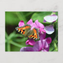 Recherche de petit pois cartes postales Fleurs