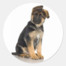 Recherche de de berger allemand autocollants Canine