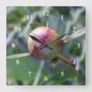Recherche de pivoine horloges Vert