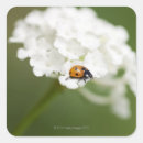 Recherche de coccinelle sur une fleur autocollants Insecte