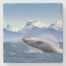 Recherche de baleine de bosse Voile