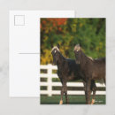 Recherche de poulain cartes postales Debout
