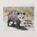 Recherche de opossum Animal sauvage