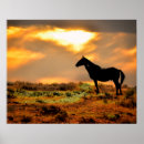 Zoek naar paarden posters Zonsondergang