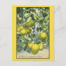Recherche de pamplemousse cartes postales Floride