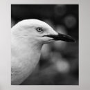 Zoek naar zeemeeuwen posters Natuur