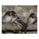 Recherche de jeune animal posters Oiseau