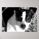 Recherche de rattie posters Terrier de rat