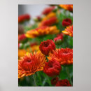 Recherche de yeux de lion posters Maman