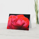 Zoek naar velvet kaarten Bloemen