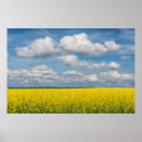 Recherche de canola posters Bleu