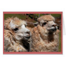 Zoek naar alpacas briefkaarten Peru