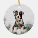 Zoek naar australian shepherd ornamenten Tricolor