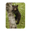 Zoek naar kubus magneten Ursus americanus